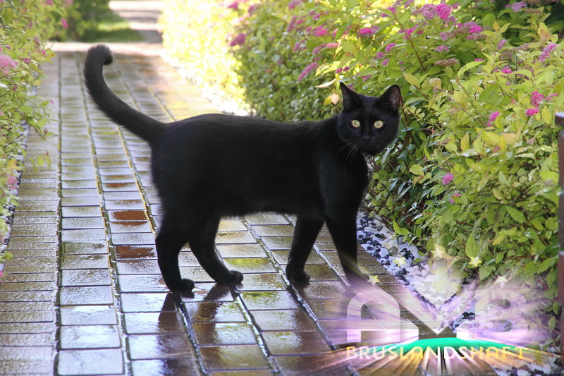 Правильная укладка клинкерной брусчатки